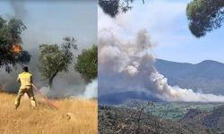 Muğla'da zeytinlik ve ormanlık alanda yangın!