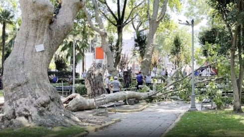 Çınar ağacı 3 kişiyi hastanelik etti