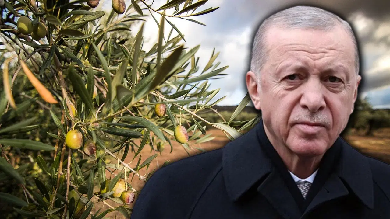 Ankara Barosu'ndan, Erdoğan'a çağrı: 'Zeytinlik yasasını TBMM'ye iade edin!'