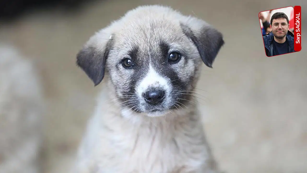 Sayıştay raporunda sokak hayvanlarıyla ilgili çarpıcı uyarı!