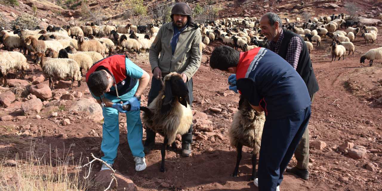 342 bin küçükbaş hayvan sağlık kontrolünden geçirildi