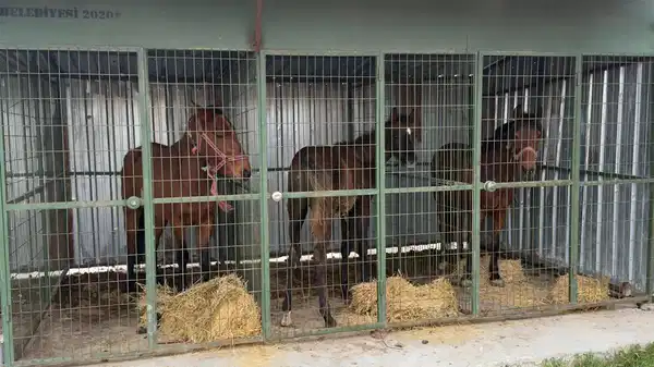 Kesim için bekletilen atlar operasyonla kurtarıldı!