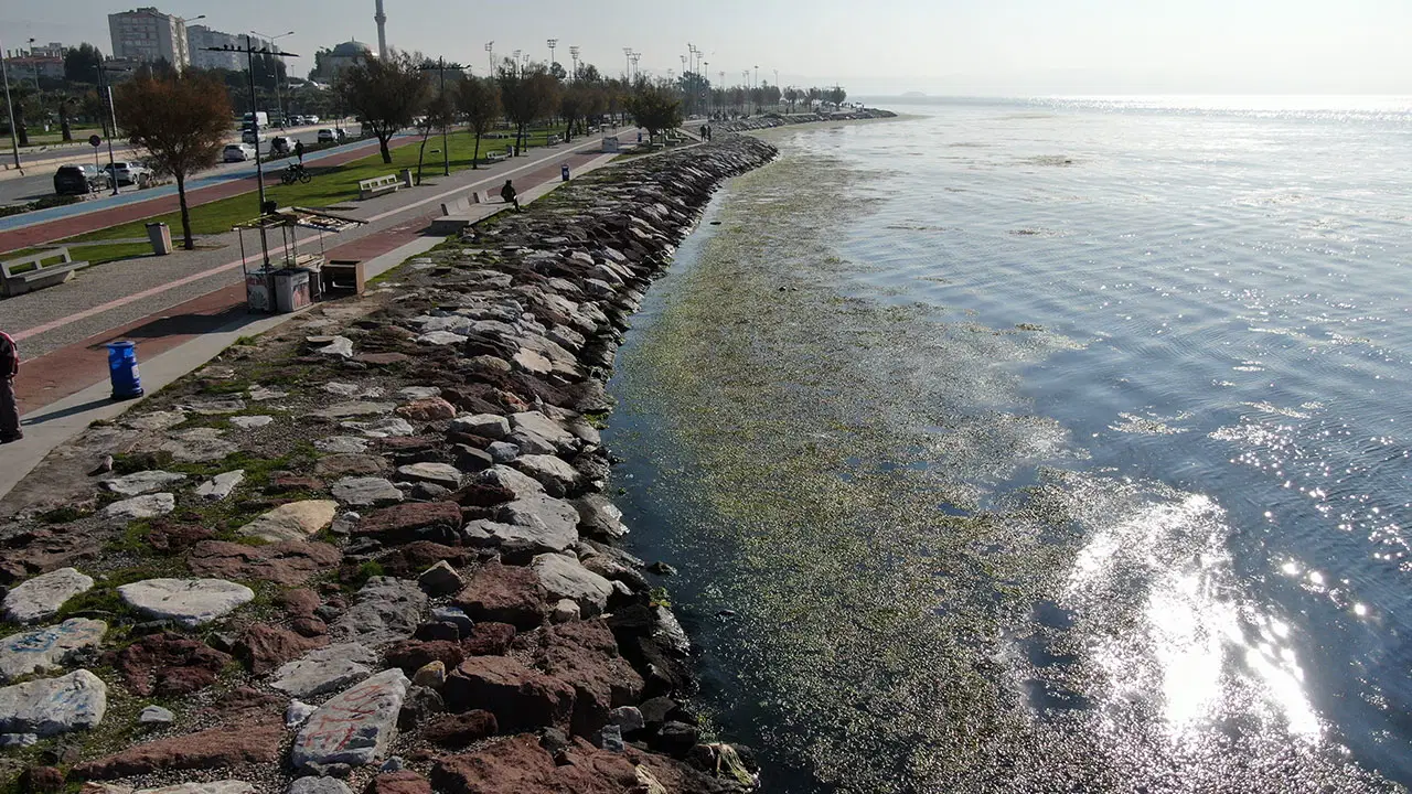 İzmir Körfezi alarm veriyor: Sahil şeridi yeşile döndü!