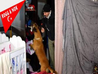 Narkotik köpeğini hesaba katmadılar! Taşın altından bile uyuşturucu çıktı