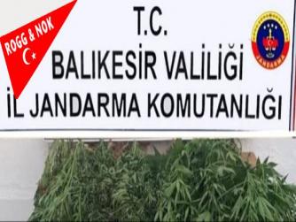 Bigadiç'te jandarmadan kenevir operasyonu