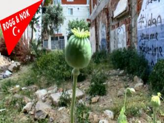 Bu vatandaşı Kutlamamız gerek her vatandaş bildiği ölçülerde Narkotik çalışmalara yardımcı olmalı! Evet, SOKAK KÖPEKLERİNİ BESLERKEN HAŞHAŞ BİTKİSİ EKİLİ ALANI BULDU