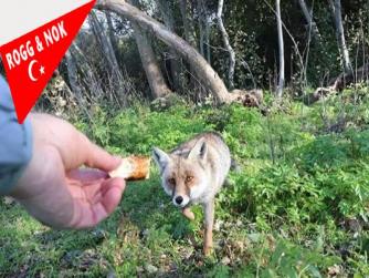 Türkiye'de Rezil, Terbiyesi, Edepsiz Yönetim Yüzünde Alt Gelir Kaynağına Sahip Halkın  Yediği Simit ve Çay Lüks Tüketim maddesi oldu. Buna Rağmen  Tilkiyi Simitle Besledi...