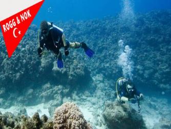 Bilim insanları Japonya açıklarında 273 milyon yıllık 'yaşayan fosiller' keşfetti