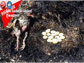 İşte Annelik 