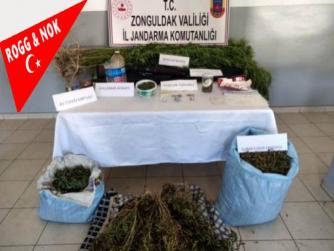 İzinsiz kenevir yetiştiren 2 şüpheli tutuklandı