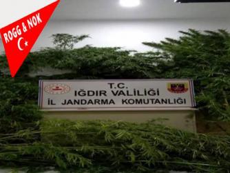 Burası da Iğdır burada da Uyuşturucu kaçakçılarına geçit yok deniyor... Mahkemelerde bu yönetim sayesinde şaşmaz olup da devamlı olmasını dileriz... Tebrikler...   13.09.2021 