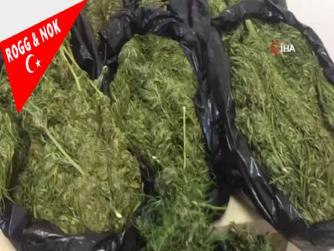 Erzincan'da evinin çatısında esrar yetiştiren 1 kişi tutuklandı 21.09.2021