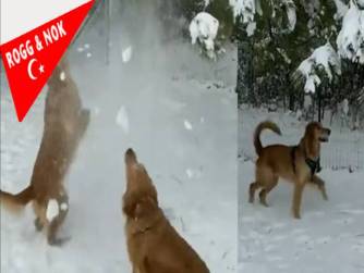 Sevimli köpeklerin kar eğlencesi izleyenleri gülümsetti.