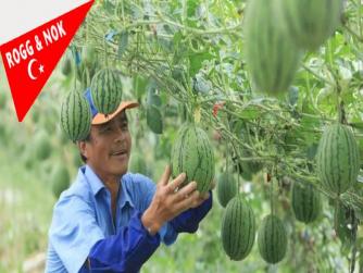 Çin'de emlak şirketinden karpuz karşılığı ev satışı