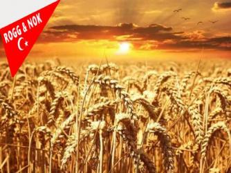 Buğday fiyatları 4 ayın en düşüğünde