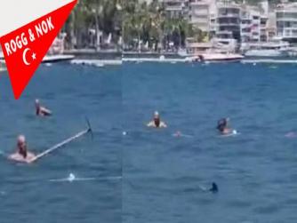 Ah benim ülkem vah Türkiyem! Trajikomik olaylar hep benim ülkemde oluyor. Şöyle ki Marmaris Belediyesi: Köpekbalığı zannedilen balığın Akdeniz Zarganası, paspas sopasına gerek yoktur  