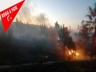 Adalet bu ise biz yokuz... Biz olsak betona gömer yanan ağaçların ortasın koyardık. Evet bıktık, adalesi adaletten...  Aliağa’da ormanı 'keyfi' için yakan şüpheli tutuklandı...