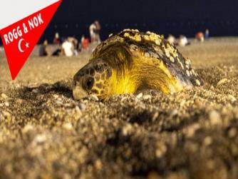 Antalya'da deniz kıyısına çıkan caretta caretta için sahil boşaltıldı... Şimdiki soru Acaba yönetim AKP de olsa bu olgu olumuydu? 