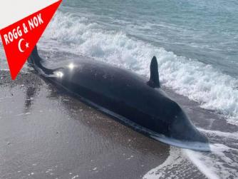 Depremden etkilenen balinaların cesetleri sahillere vurdu