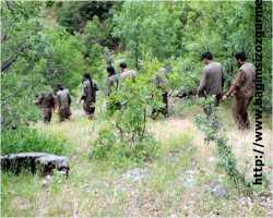 Siirt'te PKK tutuklaması
