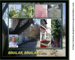 TAMER UYSAL: BİNALAR, BİNALAR…