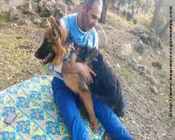 Hayvan sevmeyen insan sevmez en çok dört ayaklı köpekler sevilir. Köpeğini gezdirirken araç çarptı..
