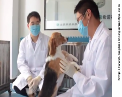 Dünya nerede biz neredeyiz bakınız labaratuarda 'genetiği değiştirilmiş köpek' üretilmiş...