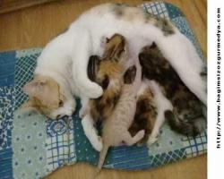 SARIKIZ ANNE OLDU…