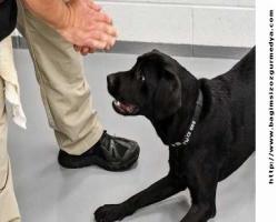 S.G: 300 köpek işten çıkarıldı !