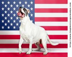 Amerikan Köpeklerinde mesaj var...