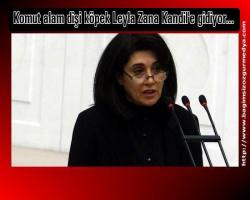 Komut alam dişi köpek Leyla Zana Kandil'e gidiyor...