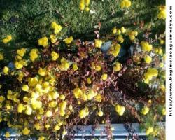 SEVDİM