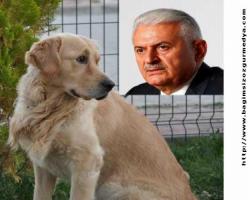NİYE BİNALİ BEY, NİYE?