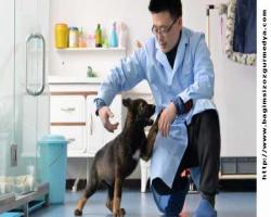 Çin, polis köpeklerini klonluyormuş...