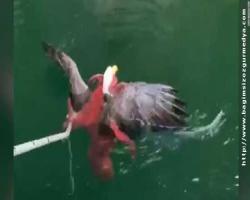 Ahtapot, kartalı yakalayıp suyun altına çekmeye çalışırken görüntülenmiş...