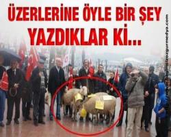 Oya Uğral Bildiriyor : Üzerlerine öyle bir şey yazılar ki...
