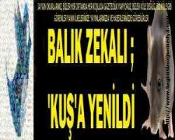 Balık Zekalı ; 'Kuş'a yenildi