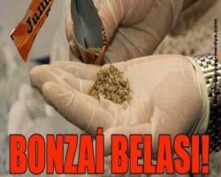 BONZAİ BELASI!
