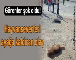 Bizler düşünen hayvanız; Hayvanseverleri ayağa kaldıran olay