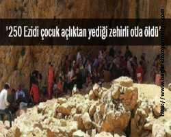 250 Ezidi çocuk açlıktan yediği zehirli otla öldü’