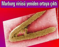 Marburg virüsü yeniden ortaya çıktı