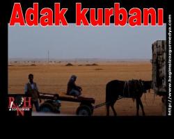 Adak kurbanı