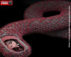 Ebola İlk Nerede Çıktı, Adını Nereden Aldı?