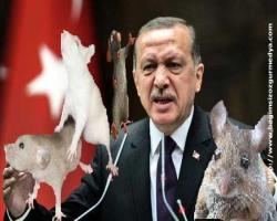Star'dan: Halkın 