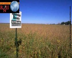 Monsanto lobicisi ‘aptal’ değilmiş