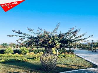 Süleyman Çelik: Eğitim, Peyzaj Sanatı ve Tavuk Toplum