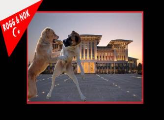 Hadi ÖNAL: SARAYIN KÖPEKLERİ
