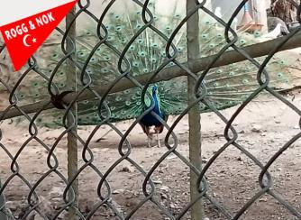 Tavus kuşları rengarenk kanatlarını gösterdi