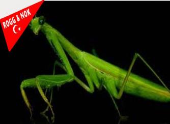 PEYGAMBER DEVESİ