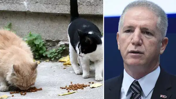 'Her önüne gelen kediye mama veremez'